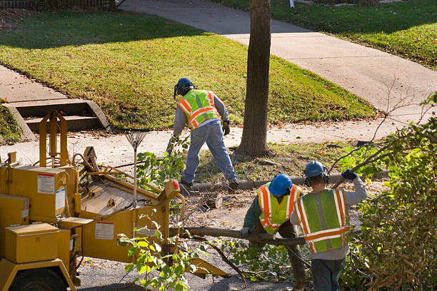 Best Tree Mulching  in Round Lake, IL